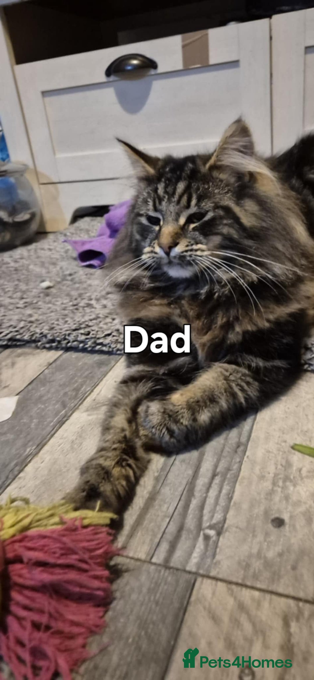 Maine Coon cats for sale: Maine coon kittens  - Advert 9