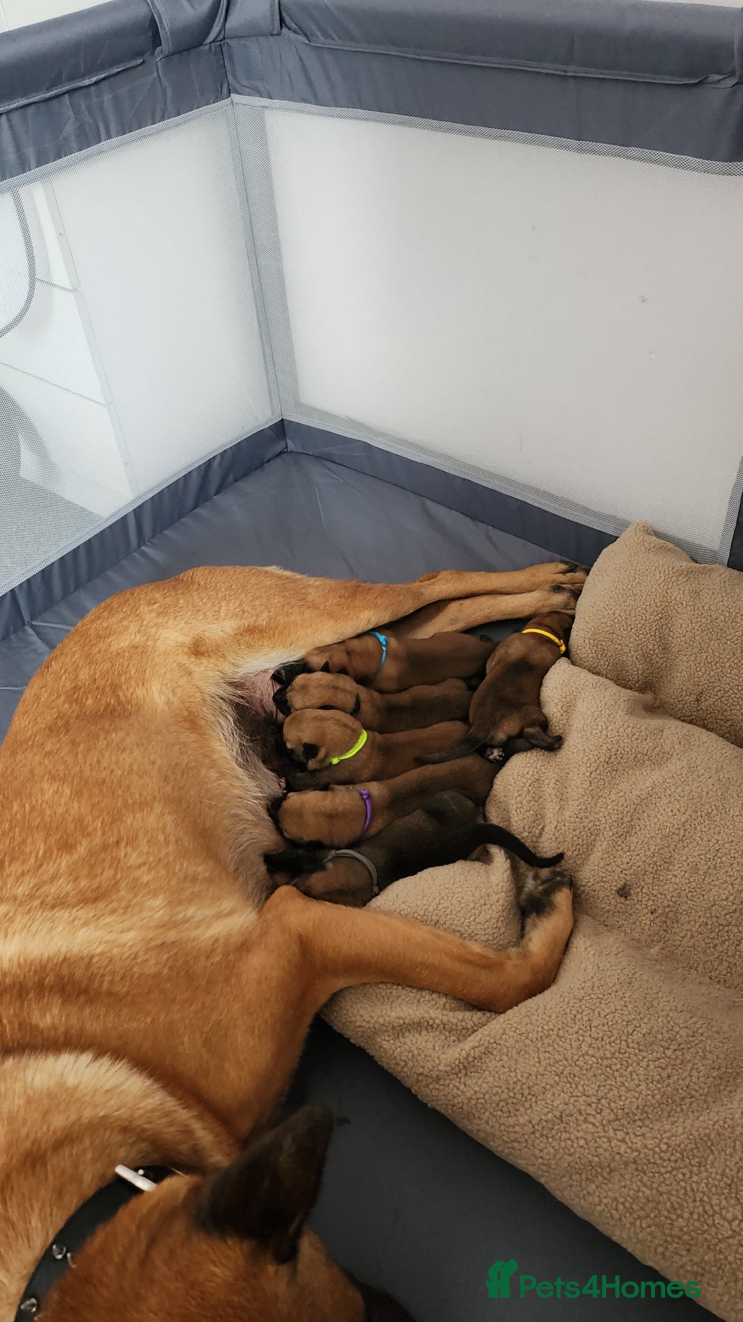 Belgian Shepherd Dog dogs for sale: Belgian malinois  - Image 2