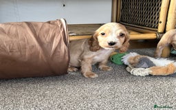 Cocker Spaniel dogs for sale: Beautiful gold cocker puppies - Image 8