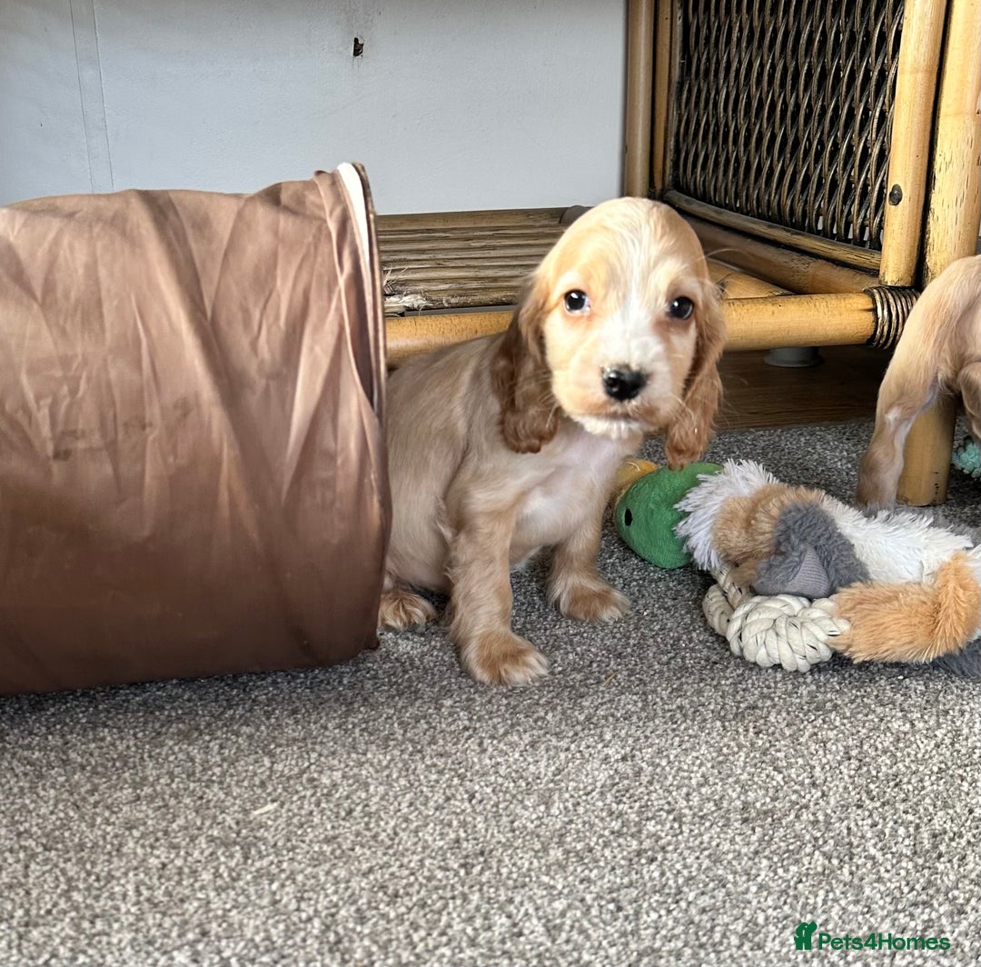 Cocker Spaniel dogs for sale: Beautiful gold cocker puppies - Image 8