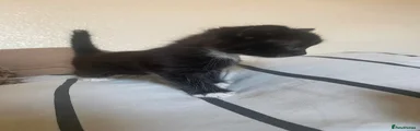 Tux 1- white tip on tail. 