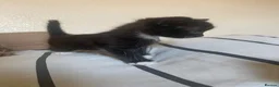 Mixed Breed cats for sale: 2 adorable twins ready for new homes!  - Advert 5