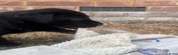 Labrador Retriever dogs for sale: Miss Ashlea shutler  - Advert 4