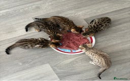 Bengal cats for sale: 😻Tica Best Bengal UK sired Kittens 🏆 🐾 🐱  - Image 19