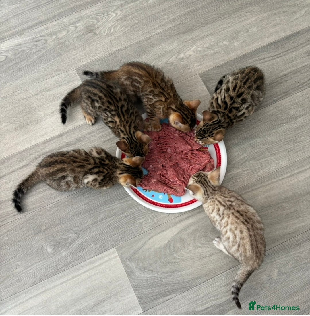 Bengal cats for sale: 😻Tica Best Bengal UK sired Kittens 🏆 🐾 🐱  - Image 19
