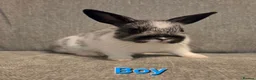 Netherland Dwarf rabbits for sale: 8 week old pure Netherland Dwarf 🩷🩵 - Advert 13