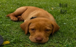 Labrador Retriever dogs for sale: Kc Registered Labradors ready to leave now - Image 7