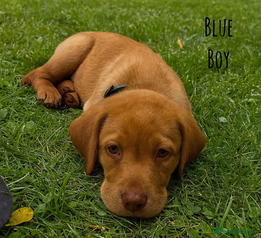 Labrador Retriever dogs for sale: Kc Registered Labradors ready to leave now - Image 7