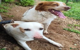 Brittany Spaniel dogs for adoption: Lovely gentleman Rudolph- Camberley Surrey - Image 4