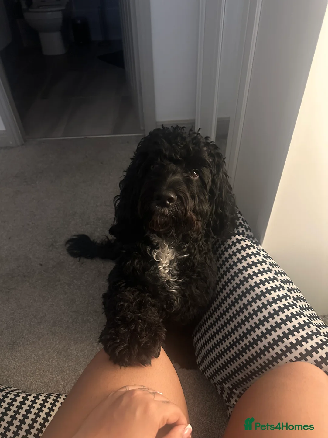 Mixed Breed dogs for sale: 2 Year old Sprockerpoo for sale  - Advert 4