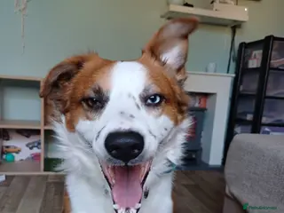 Mixed Breed dogs Almost 3 year old intact male dog - Advert 3