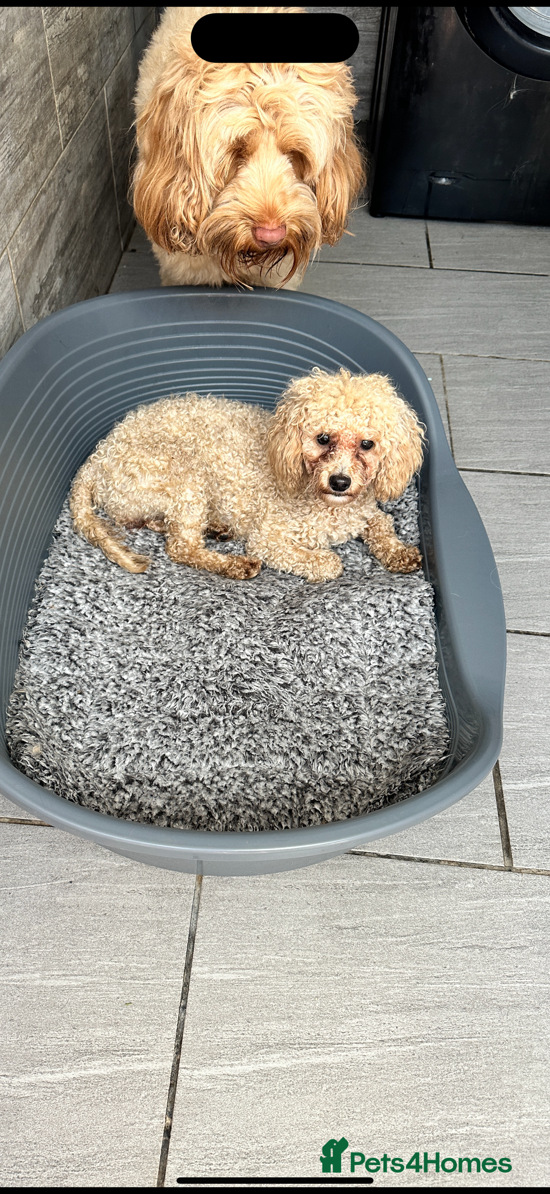 Cavapoo dogs for sale: I have cavapoo x toy poodle puppies available  - Advert 1