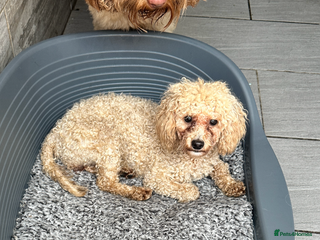 Cavapoo dogs I have cavapoo x toy poodle puppies available - Advert 1