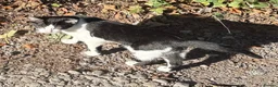 Mixed Breed cats for sale: 2 male kittens for sale just over 4 months old in Craven Arms - Advert 3