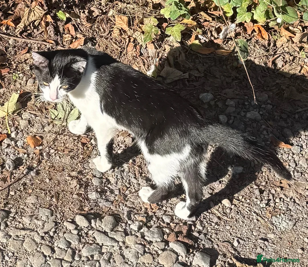 Mixed Breed cats for sale: 2 male kittens for sale just over 4 months old in Craven Arms - Advert 3