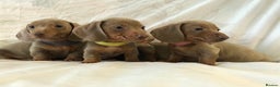Miniature Dachshund dogs for sale: Miniature dachshund Isabella puppies  - Advert 4