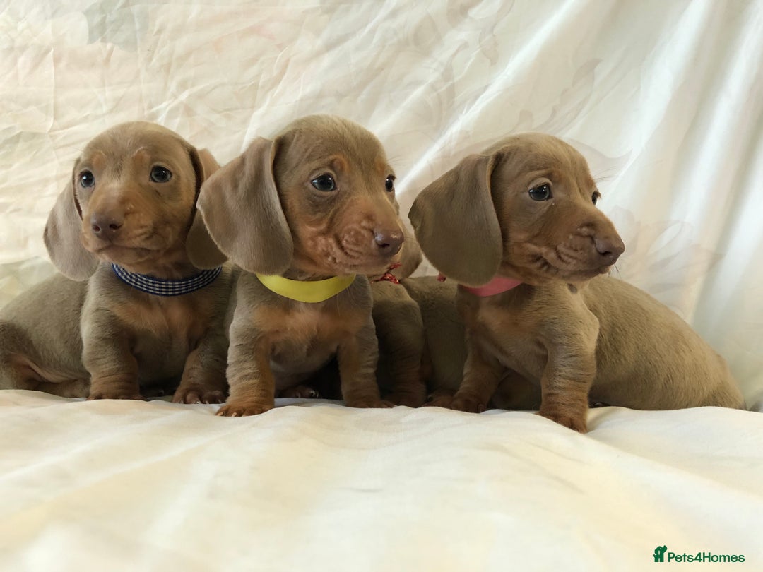 Miniature Dachshund dogs for sale: Miniature dachshund Isabella puppies  - Advert 4