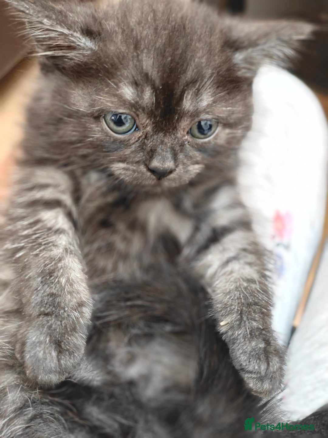 Mixed Breed cats for sale: Miss urmi patel - Advert 6