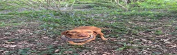 Hungarian Vizsla dogs for sale: Gorgeous kc registered vizsla puppies  in Birmingham - Advert 11