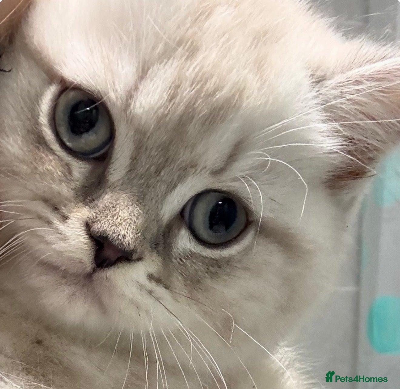 Scottish Fold cats Scottish Straight Kitten- Ready Now- 1 boy 🩵 - Advert 14