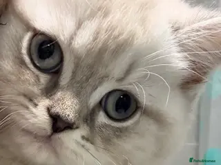 Scottish Fold cats Scottish Straight Kitten- Ready Now- 1 boy 🩵 - Advert 14