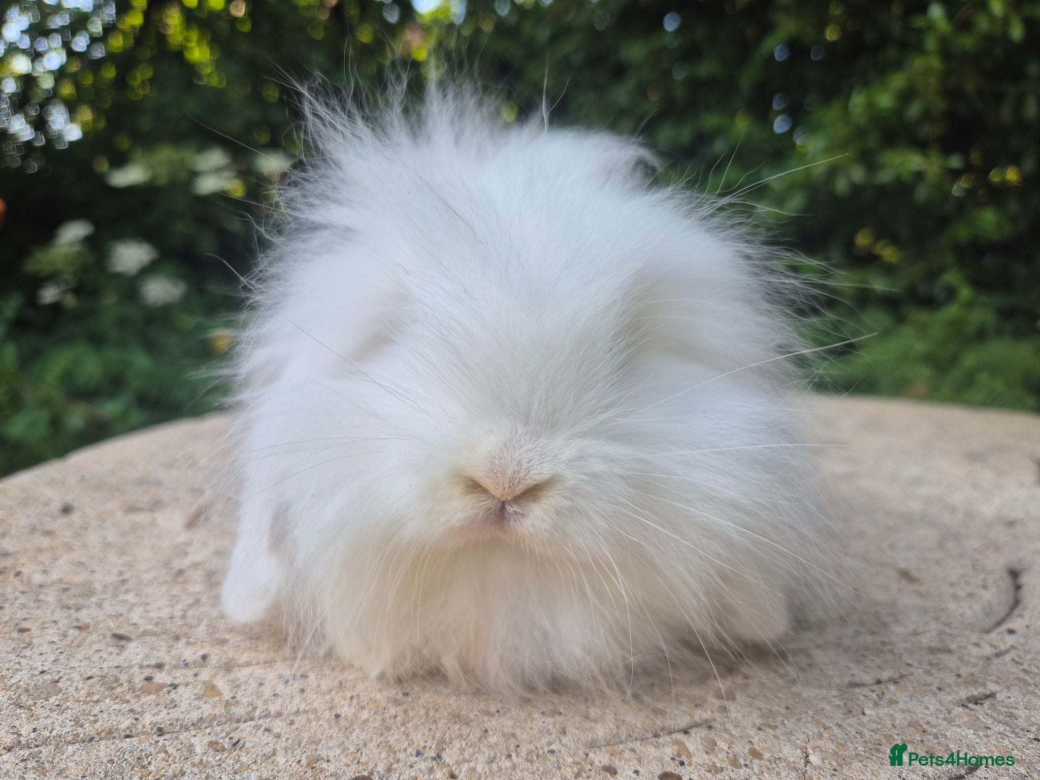 Mini Lop rabbits 🧡 READY NOW- TEDDYWIDDER X MINI LOP BABIES 😍 - Advert 2