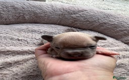 French Bulldog dogs for sale: Litter of mixed colour French bulldog puppies  - Advert 20