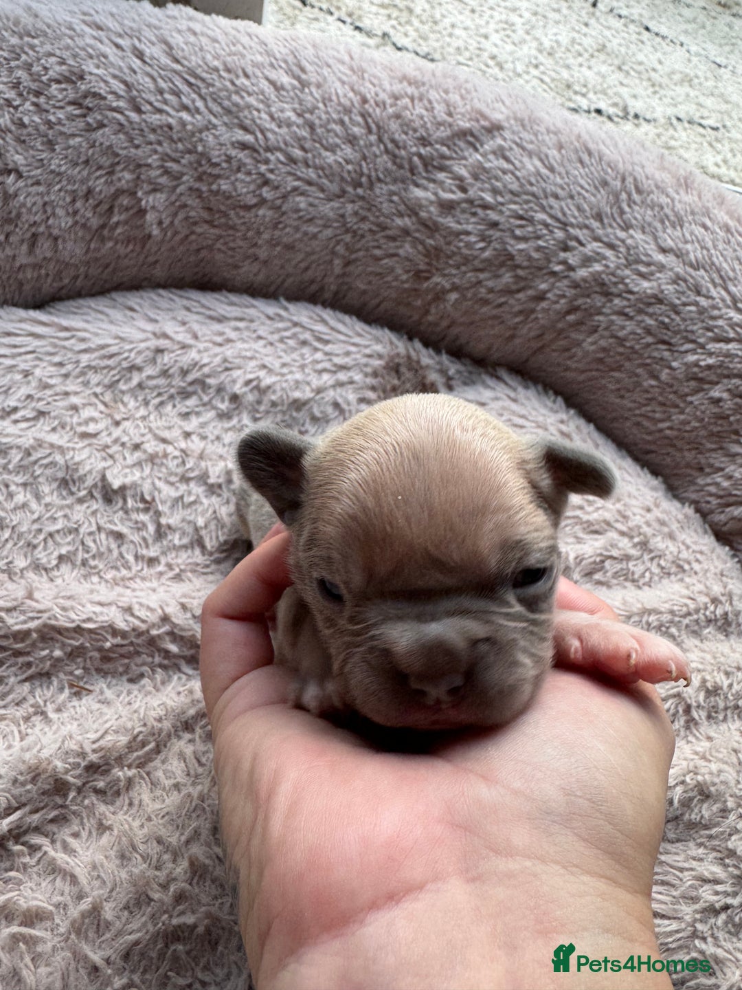 French Bulldog dogs for sale: Litter of mixed colour French bulldog puppies  - Advert 20