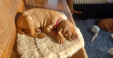 Hungarian Vizsla dogs - Advert 4