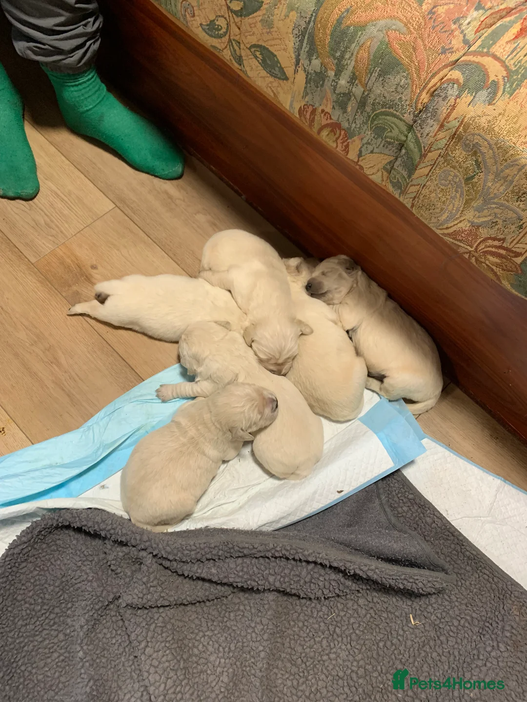 Golden Retriever dogs for stud: PROVEN KC Registered WOW  - Advert 2