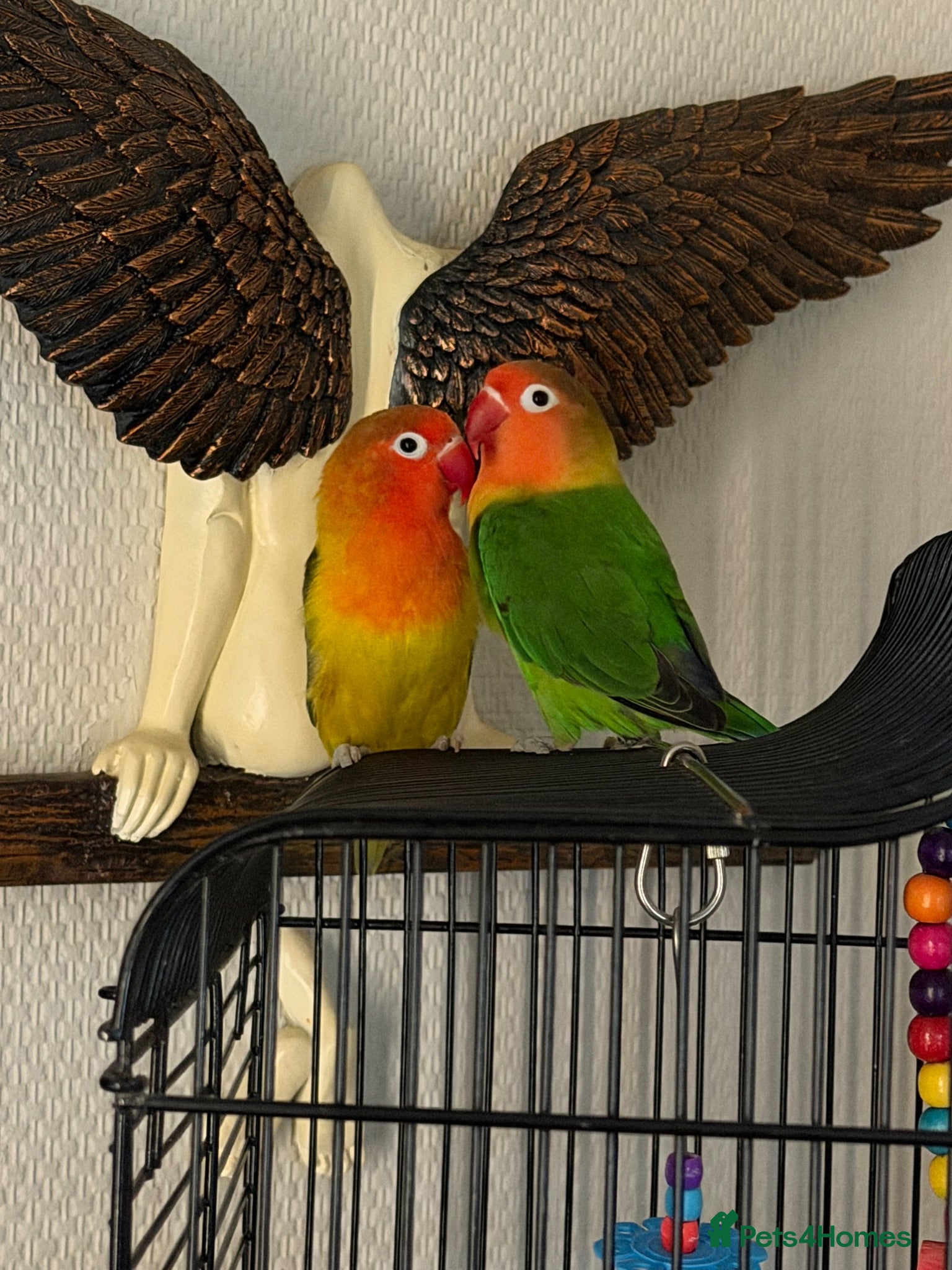 Lovebirds birds LOVE BIRDS - Advert 1