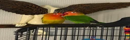 Lovebirds birds for sale: LOVE BIRDS - Advert 1