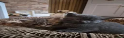 Mixed Breed cats for sale: 3 Kittens - Advert 5