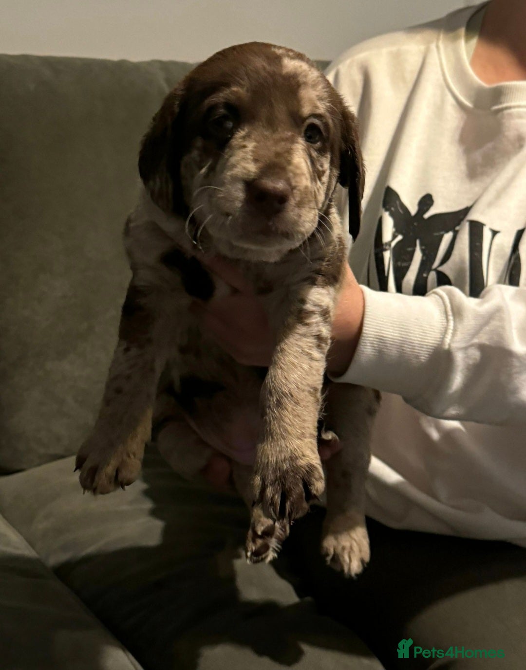 Cockapoo dogs for stud: F1 Blue Phantom merle Cockerpoo standing at stud in Basildon - Image 21