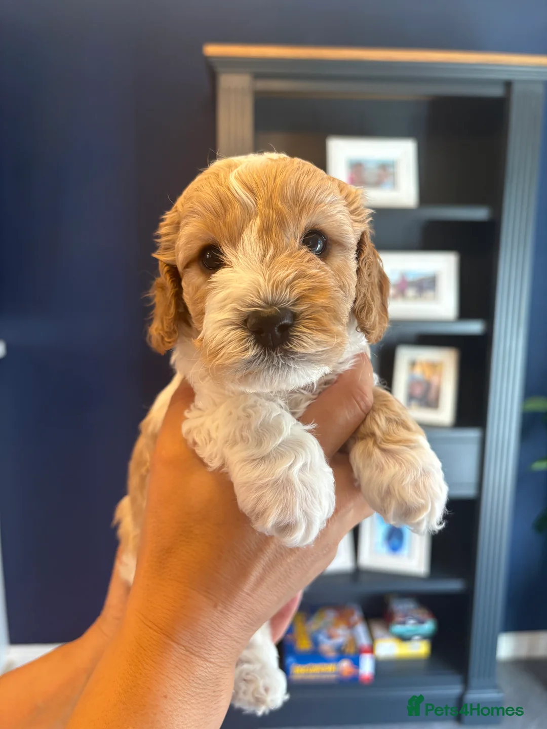 Cavapoo dogs for sale: F1B CAVAPOO PUPPIES - Advert 30