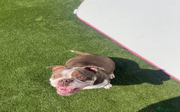 Olde English Bulldogge dogs for sale: Olde English bulldogge for sale  - Image 3