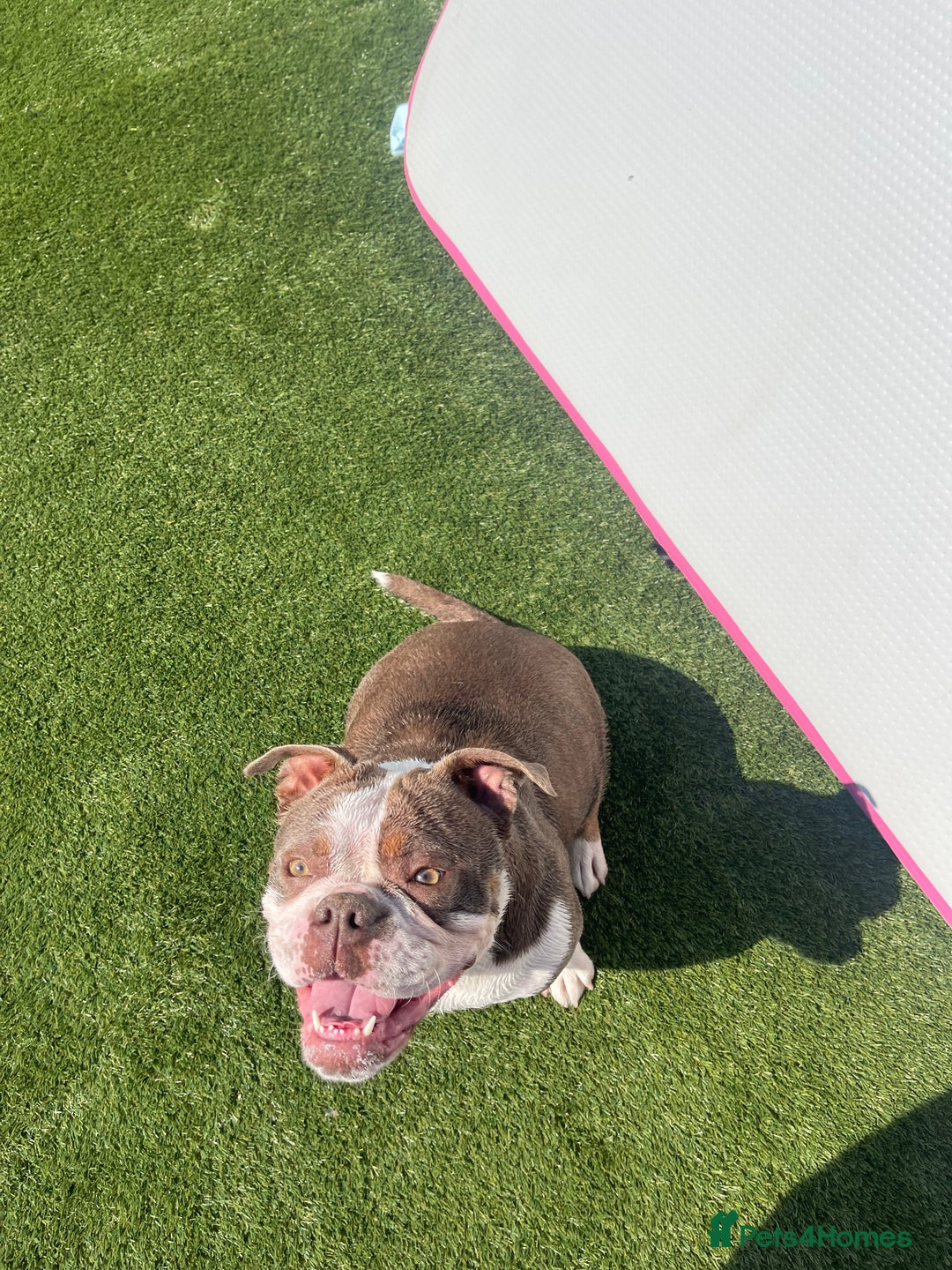 Olde English Bulldogge dogs for sale: Olde English bulldogge for sale  - Image 3