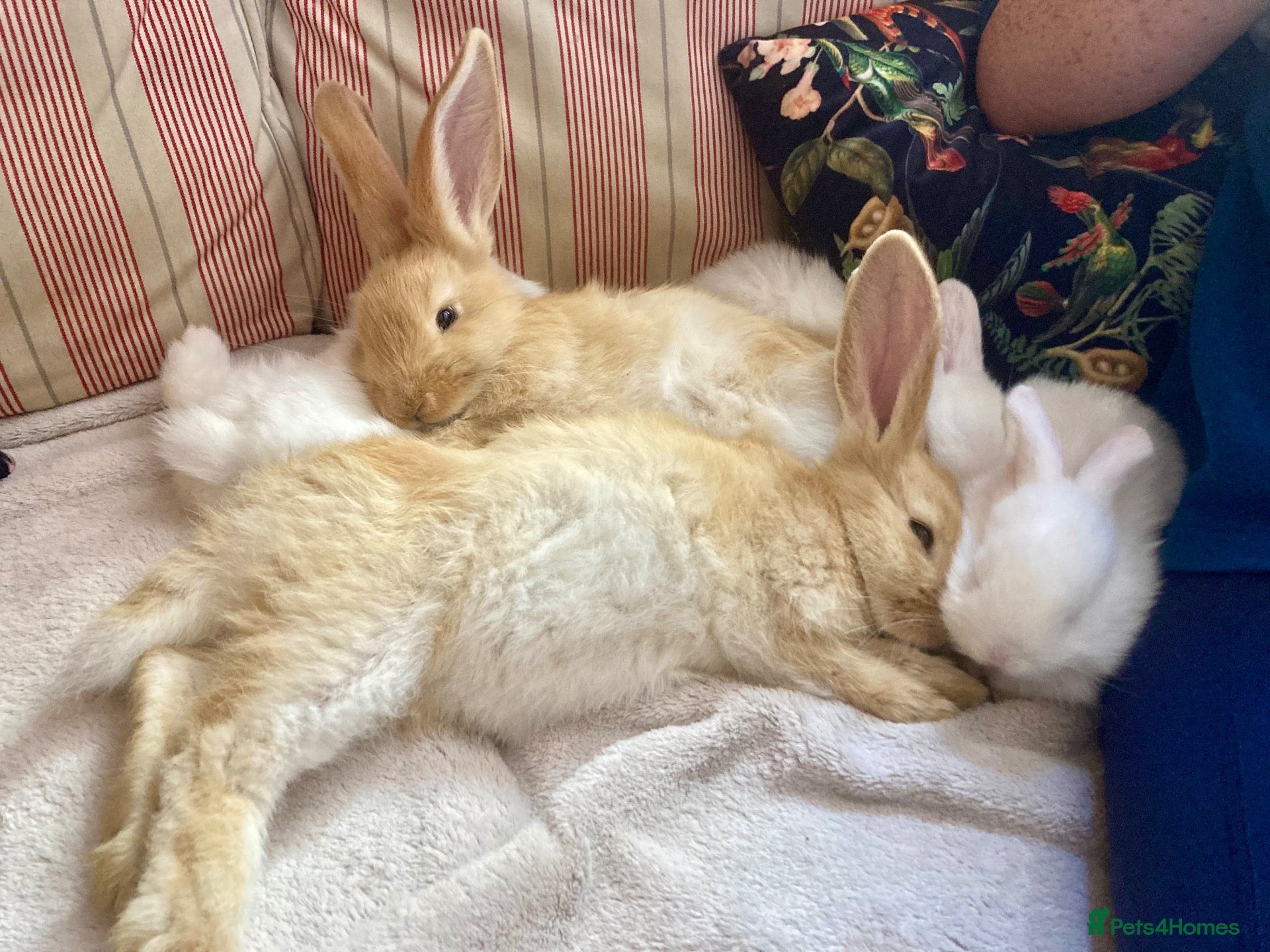 Continental Giant rabbits 🐰 Beautiful Pure-Bred Continental Giant Rabbits - Advert 1