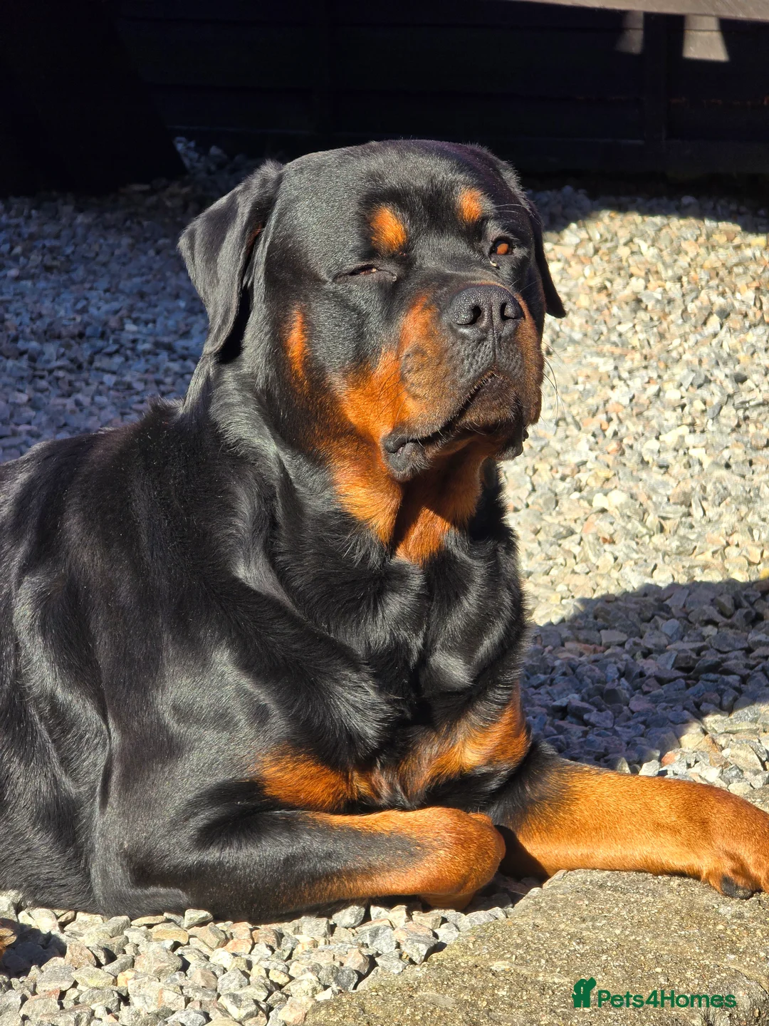 Rottweiler dogs for stud: Rottweiler For Stud in Strathpeffer - Advert 5