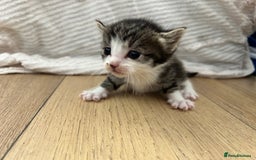 Maine Coon cats for sale: Ragcoon polydactyl kittens - Image 9