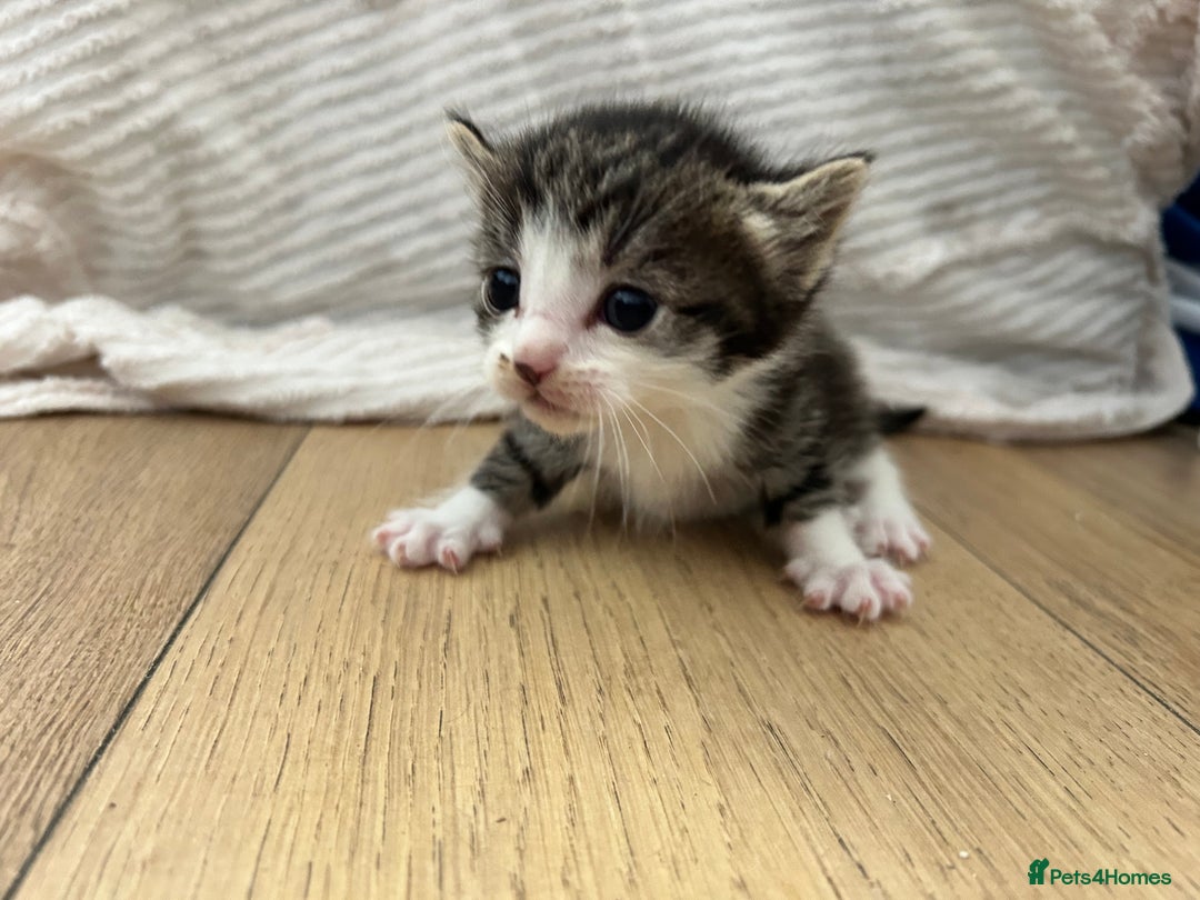 Maine Coon cats for sale: Ragcoon polydactyl kittens - Image 9