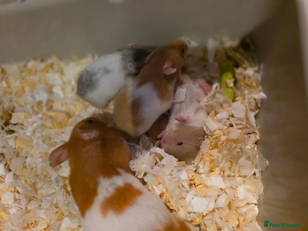 Hamster rodents for sale: Baby Syrian Hamsters  in Wallington - Advert 7