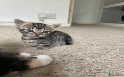 Munchkin cats for sale: Munchkin kittens for sale - Image 23