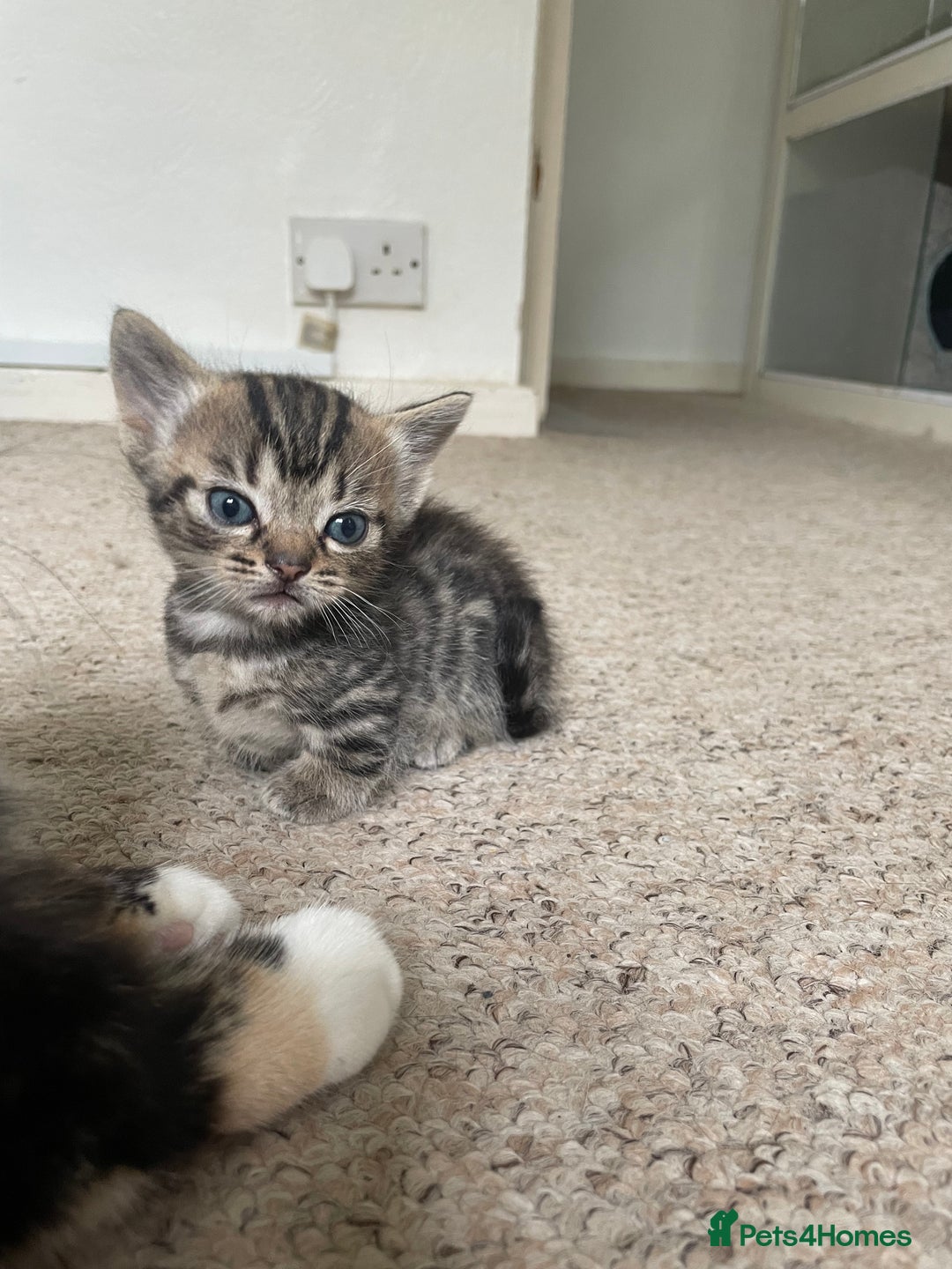 Munchkin cats for sale: Munchkin kittens for sale - Image 23