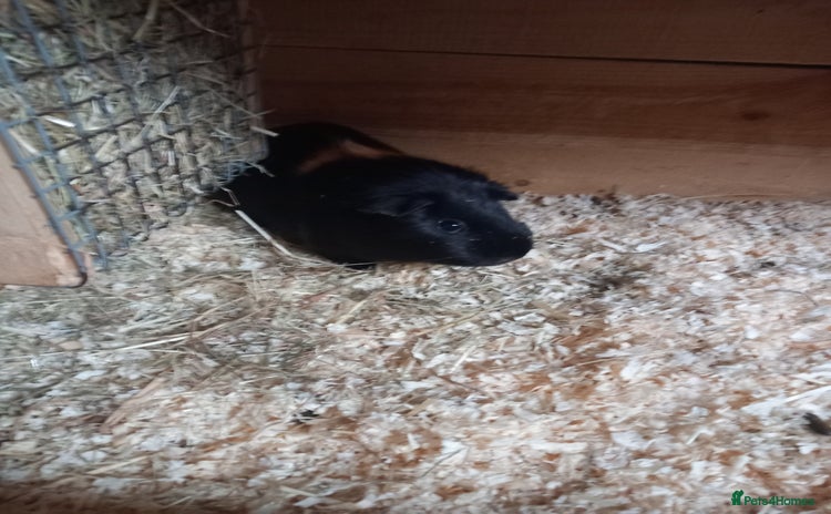 Guinea Pig rodents - Advert 10