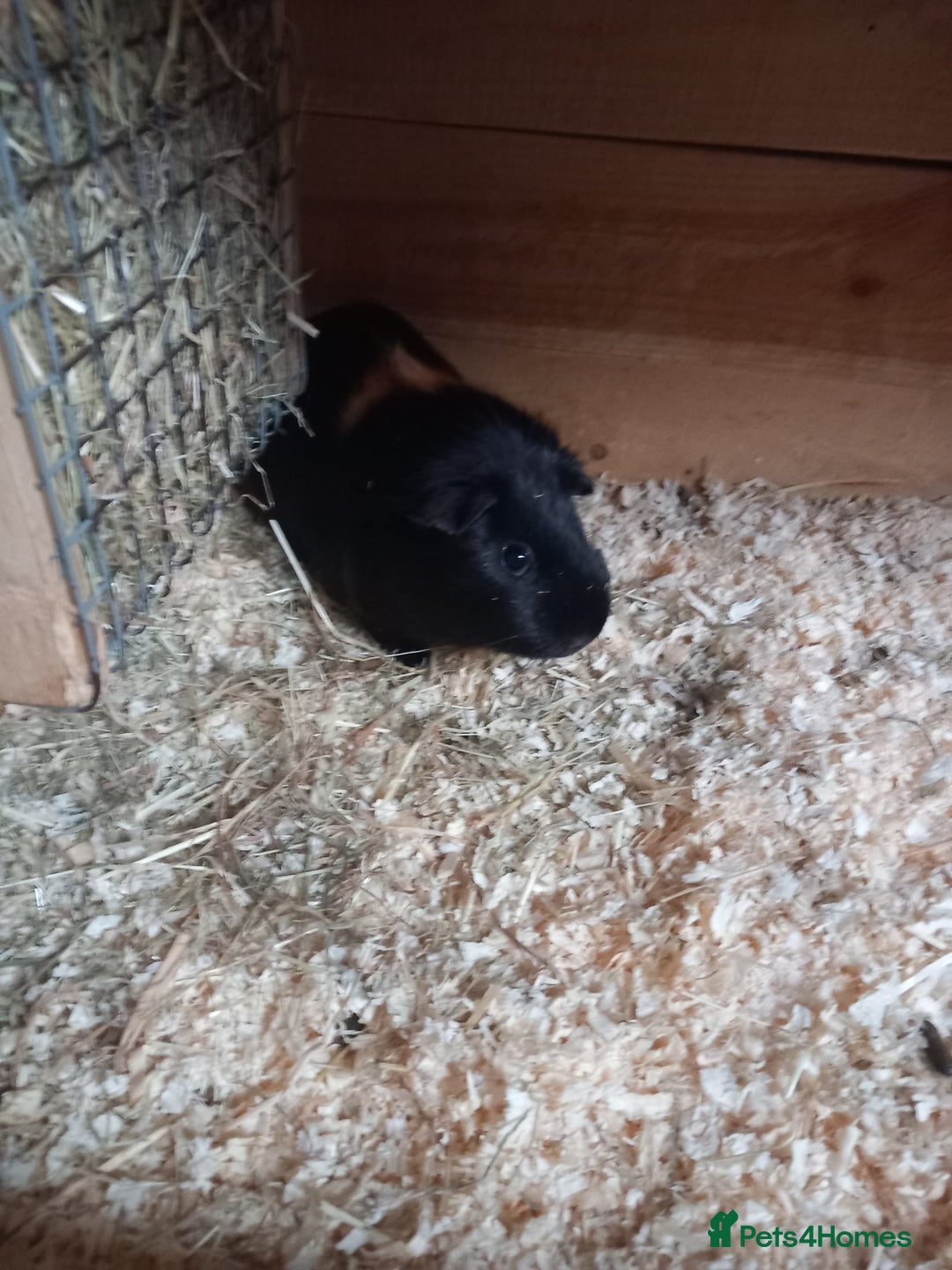 Guinea Pig rodents for sale: Guinea pigs  - Image 1