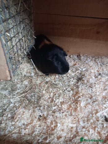 Guinea Pig rodents - Advert 12