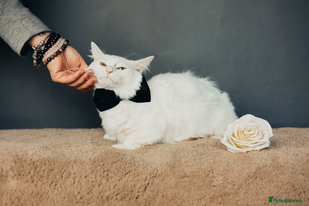 Munchkin cats for stud: Pedigree Munchkin for stud duties  in Ивсхам - Image 4