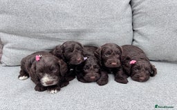 Cockapoo dogs for sale: Beautiful F1 cockerpoo puppies  - Image 5