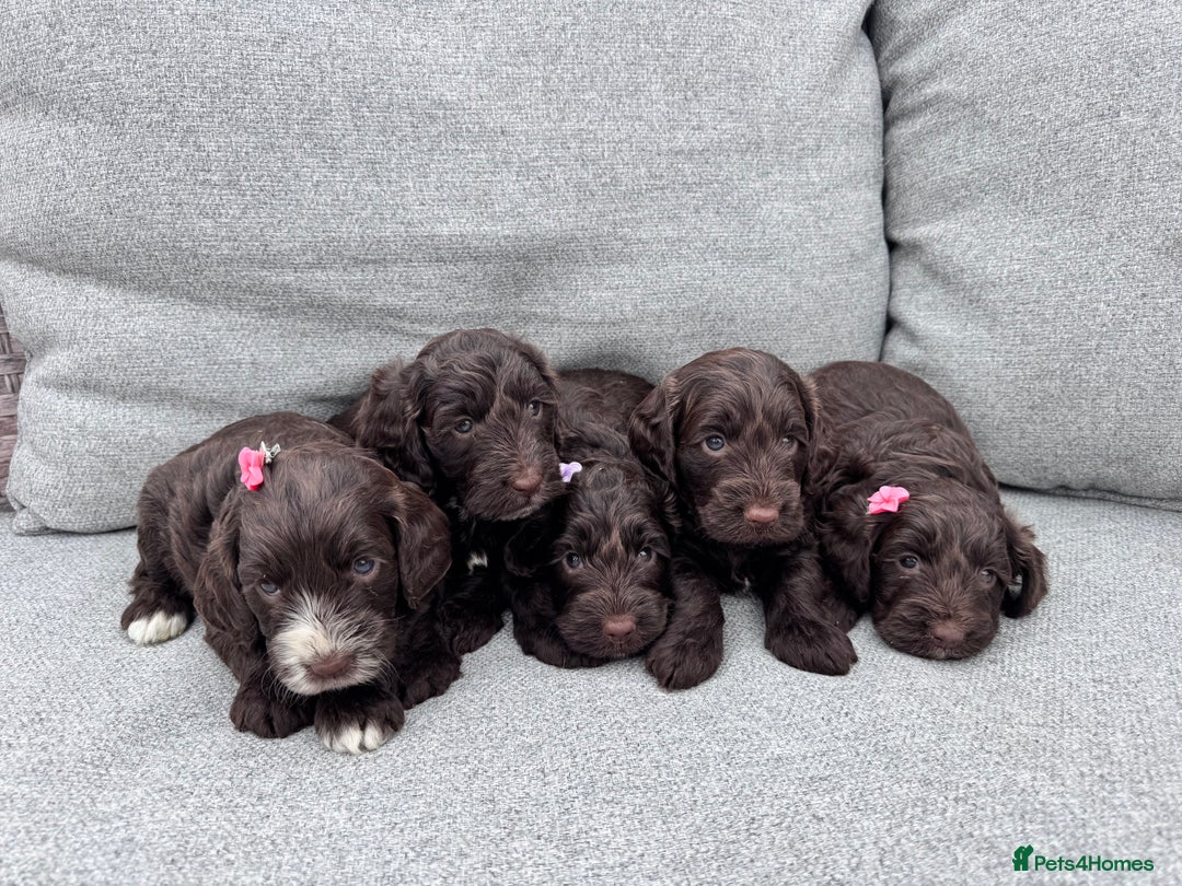 Cockapoo dogs for sale: Beautiful F1 cockerpoo puppies  - Image 5